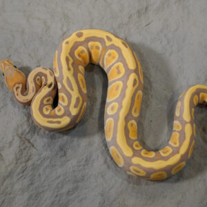 Banana Cypress YB 100% Het Clown