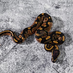 Normal 100% DH Clown Pied
