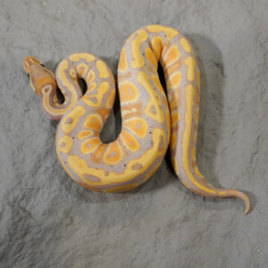 Banana Cypress 100% Het Clown Poss YB