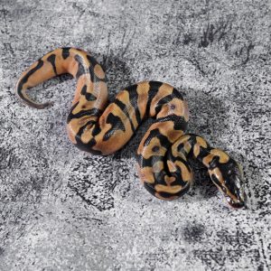 Enchi 100% DH Ultramel Pied