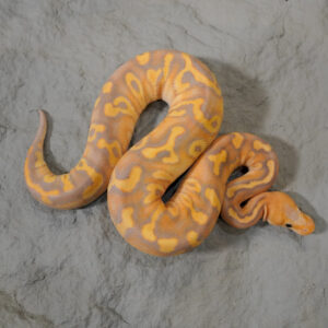 Banana Mahogany YB  Clown