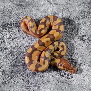 Enchi Ultramel 100% Het Pied