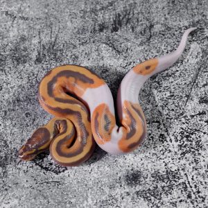 Ultramel Pied