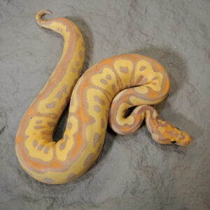 Banana YB Clown
