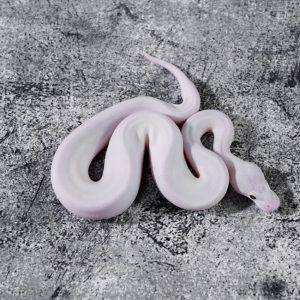 Pied Poss Sandblast Special Pastel Black Pastel Cinnamon