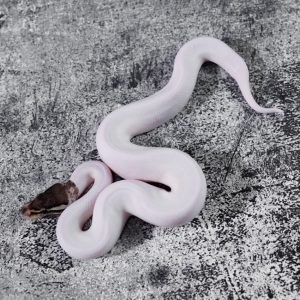 Sandblast Cinnamon Pastel Pied