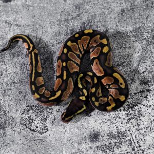 Sandblast Pastel 100% Het Pied