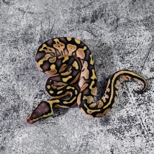 Sandblast Special Pastel 100% Het Pied