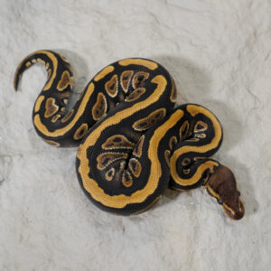 Mahogany 100% DH Desert Ghost Clown