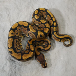 Red Stripe 100% DH Desert Ghost Clown