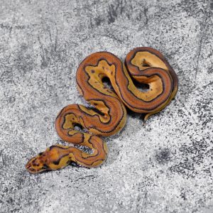 Bongo Black Head Phantom Enchi YB Clown