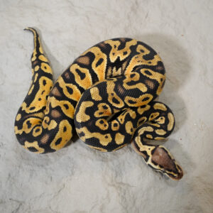 Pastel 100% DH Desert Ghost Clown Poss Mahogany
