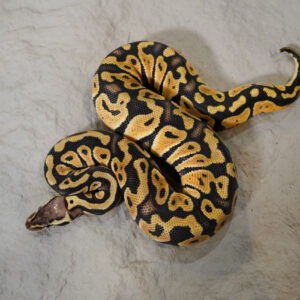 Red Stripe Pastel 100% DH Desert Ghost Clown