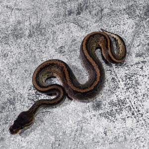 Black Head Chocolate Pin 100% Het Hypo 66% Het Desert Ghost