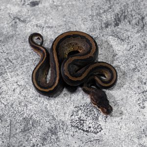 Black Head Chocolate Pin 100% Het Hypo 66% Het Desert Ghost