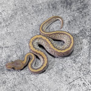 Pin Mojave Hypo 66% Het Deset Ghost Poss Black Head / Chocolate