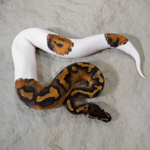 Black Head Pied