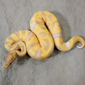 Black Head Banana Enchi Pied Poss YB