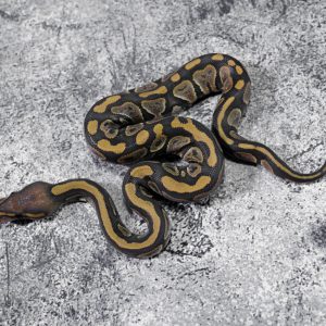 Black Head / Chocolate Hypo