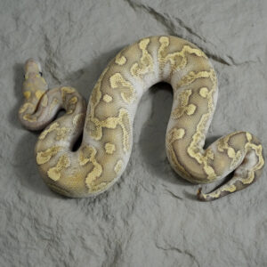 GHI Mojave Spotnose Fire OD / YB Clown (HI)