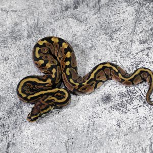 Spotnose 100% Het Clown Poss YB