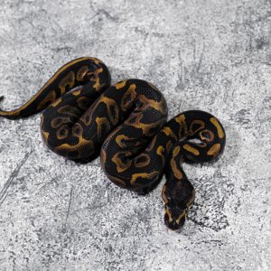 Leopard 100% Het Clown Poss YB