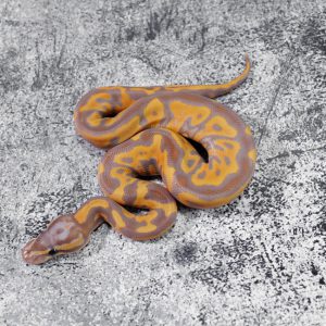 Banana Leopard YB 100% Het Clown