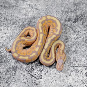 Banana Super Spotnose  (Powerball 100% Het Clown Poss YB