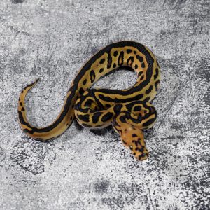 Leopard Spotnose YB Clown