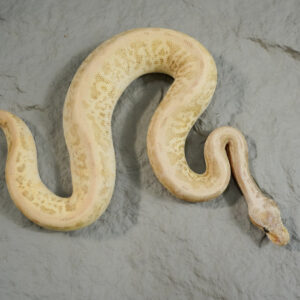 Black Pewter Spotnose Leopard YB 100% Het Ultramel