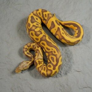 Black Pewter Leopard YB Ultramel