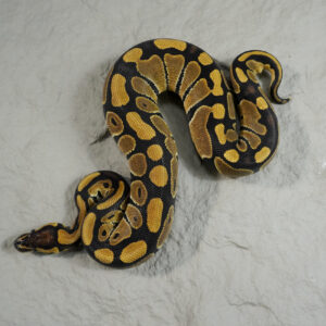 Blade 100% DH VPI Axanthic Clown