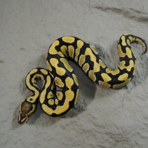 Desert Ghost Cryptic  Poss Fire