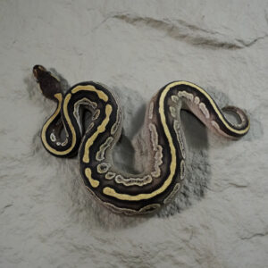 Huffman Mojave YB 100% DH VPI Axanthic Pied