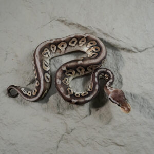 Cinnamon Pastel 100% DH Desert Ghost Cryptic