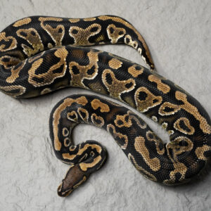 Trick YB 100% Het Clown (Proven 5 Eggs)