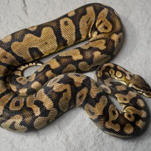 Pastel YB (2) (Proven 15 Eggs)