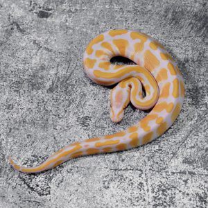 Blade Lavender 100% Het Clown