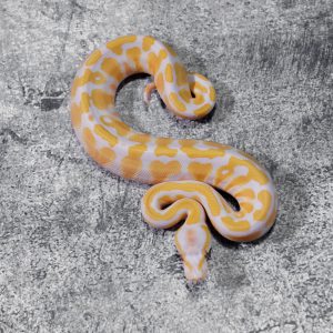 Lavender 100% Het Clown