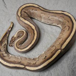 Super Stripe (Proven 10 Egga)