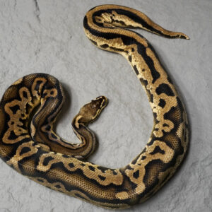 OD YB Leopard Pastel (Proven 6 Eggs)