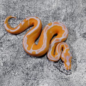 Blade Lavender Clown