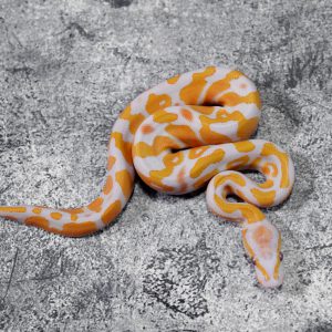 Red Gene Lavender 100% Het Pied