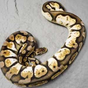 Pastel Calico 100% Het Desert Ghost (2)
