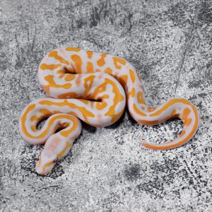 Black Head Red Gene Lavender 100% Het Pied Poss Super Black Head