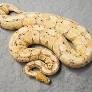 Banana OD YB (Proven 9 Eggs)