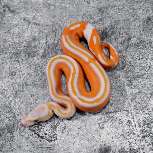 Super Black Head Red Gene Dreamsicle