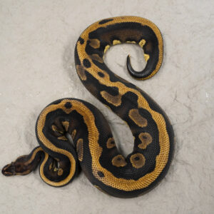 Copper GHI Leopard 100% DH Desert Ghost Pied