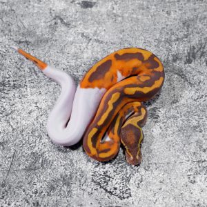 Ultramel Pied