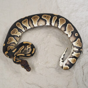 Black Head YB 100% DH Desert Ghost Hypo